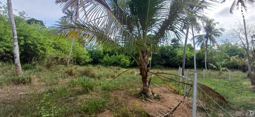 Land for Sale in Udubaddawa - Land for Sale in Udubaddawa - photo 4