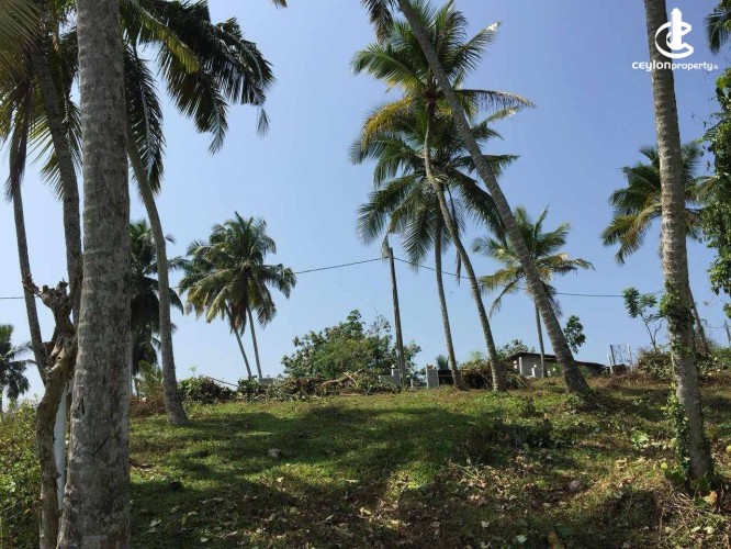 Land for Sale in Maggona - Land for Sale in Maggona - photo 4