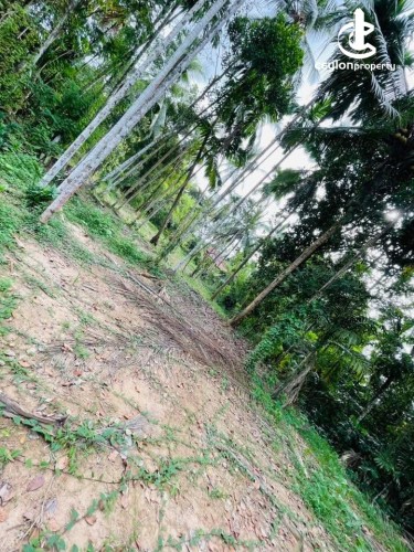 Land for Sale in Kadawatha - Land for Sale in Kadawatha - photo 3