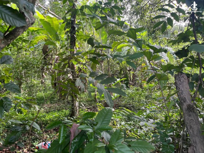 Land for Sale in Habaraduwa - Land for Sale in Habaraduwa - photo 3