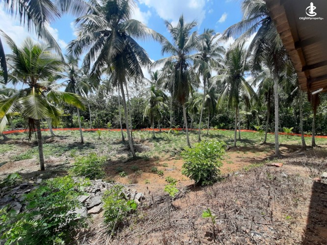 Land for Sale in Radawana - Land for Sale in Radawana - photo 4