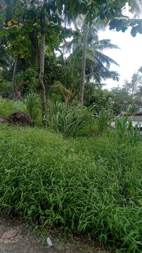 Land for Sale in Matale - Land for Sale in Matale - photo 3