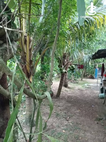 Land for Sale in Piliyandala - House with Valuable Land for Sale – Piliyandala - photo 5