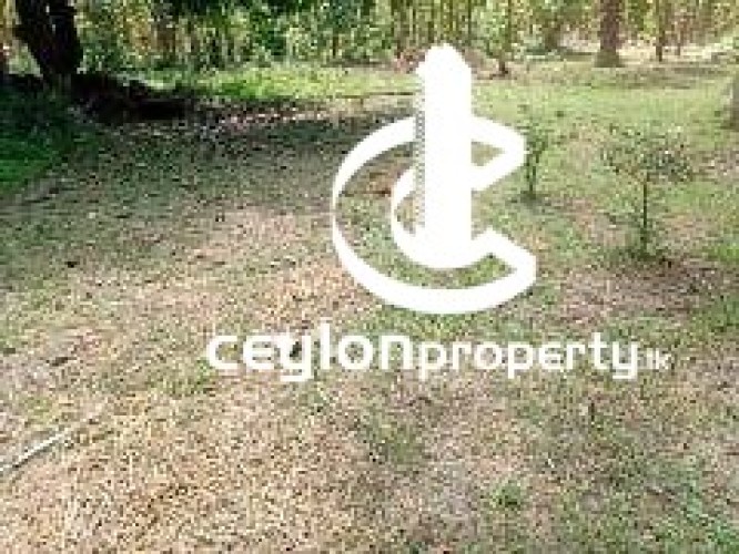 Land for Sale in Anuradhapura - Prime Land for Sale Near Anuradhapura City - photo 1