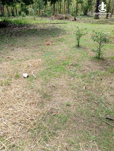 Land for Sale in Anuradhapura - Prime Land for Sale Near Anuradhapura City - photo 5