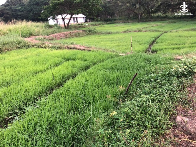Land for Sale in Chilaw - Chilaw an Estate 6.5 Acres + Farm + Mixed Plantation For Sale - photo 4