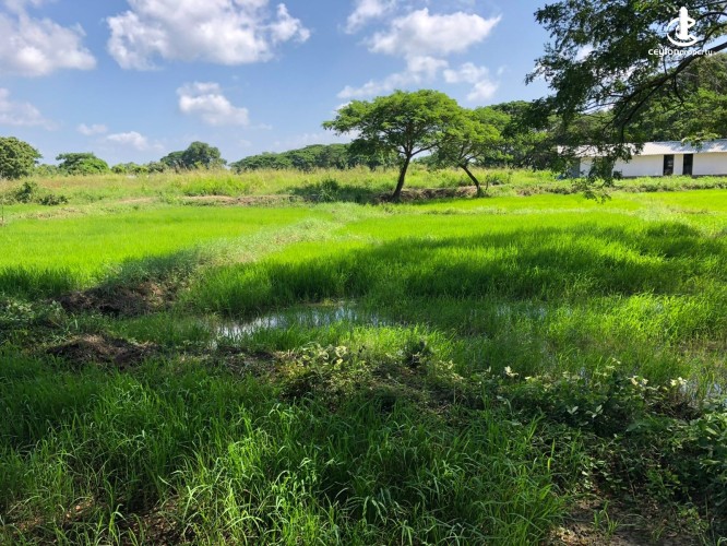 Land for Sale in Chilaw - Chilaw an Estate 6.5 Acres + Farm + Mixed Plantation For Sale - photo 5
