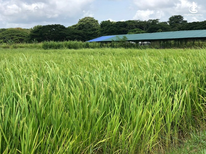 Land for Sale in Chilaw - Chilaw an Estate 6.5 Acres + Farm + Mixed Plantation For Sale - photo 6