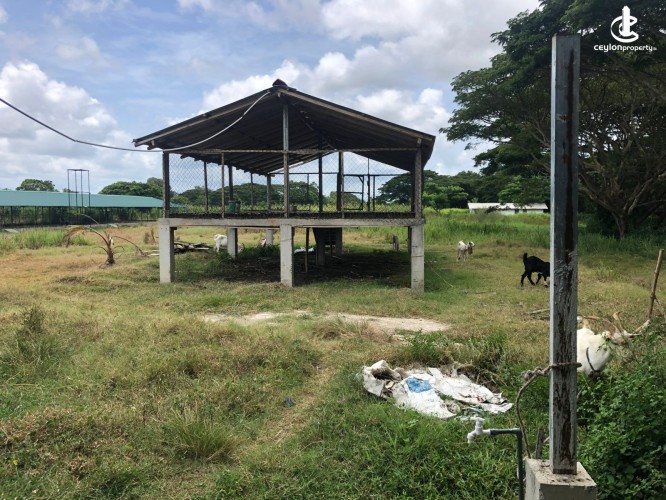 Land for Sale in Chilaw - Chilaw an Estate 6.5 Acres + Farm + Mixed Plantation For Sale - photo 7