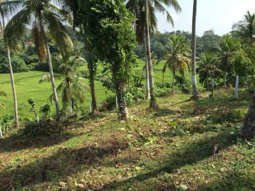 Land for Sale in Maggona - Land for Sale in Maggona